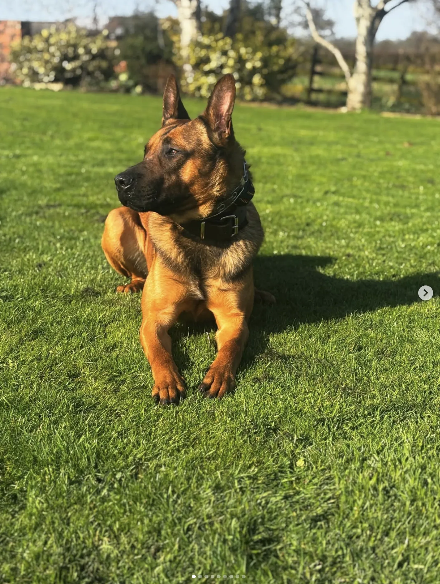 K9 training portrait